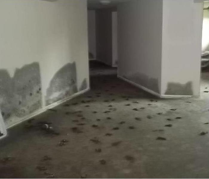 mold on white walls, and spots on carpet
