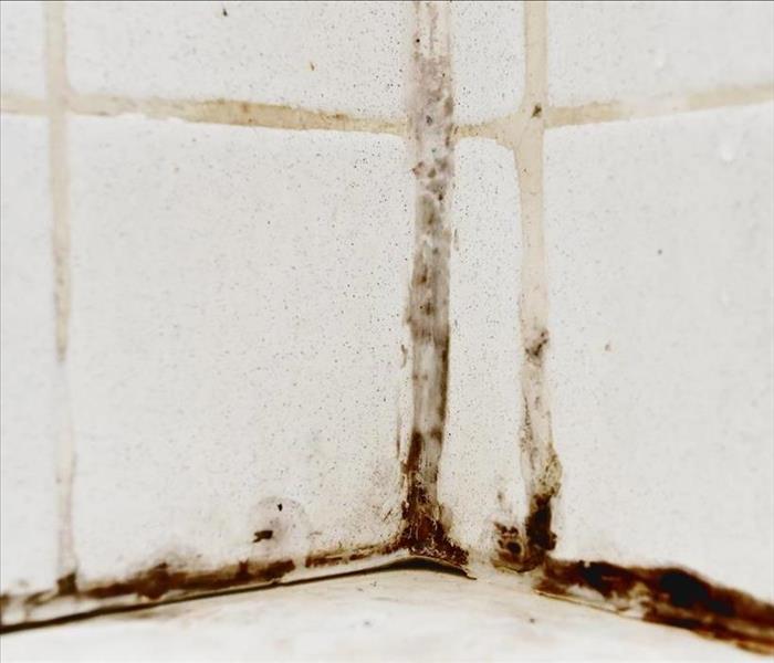 mold growing in bathroom tile grout